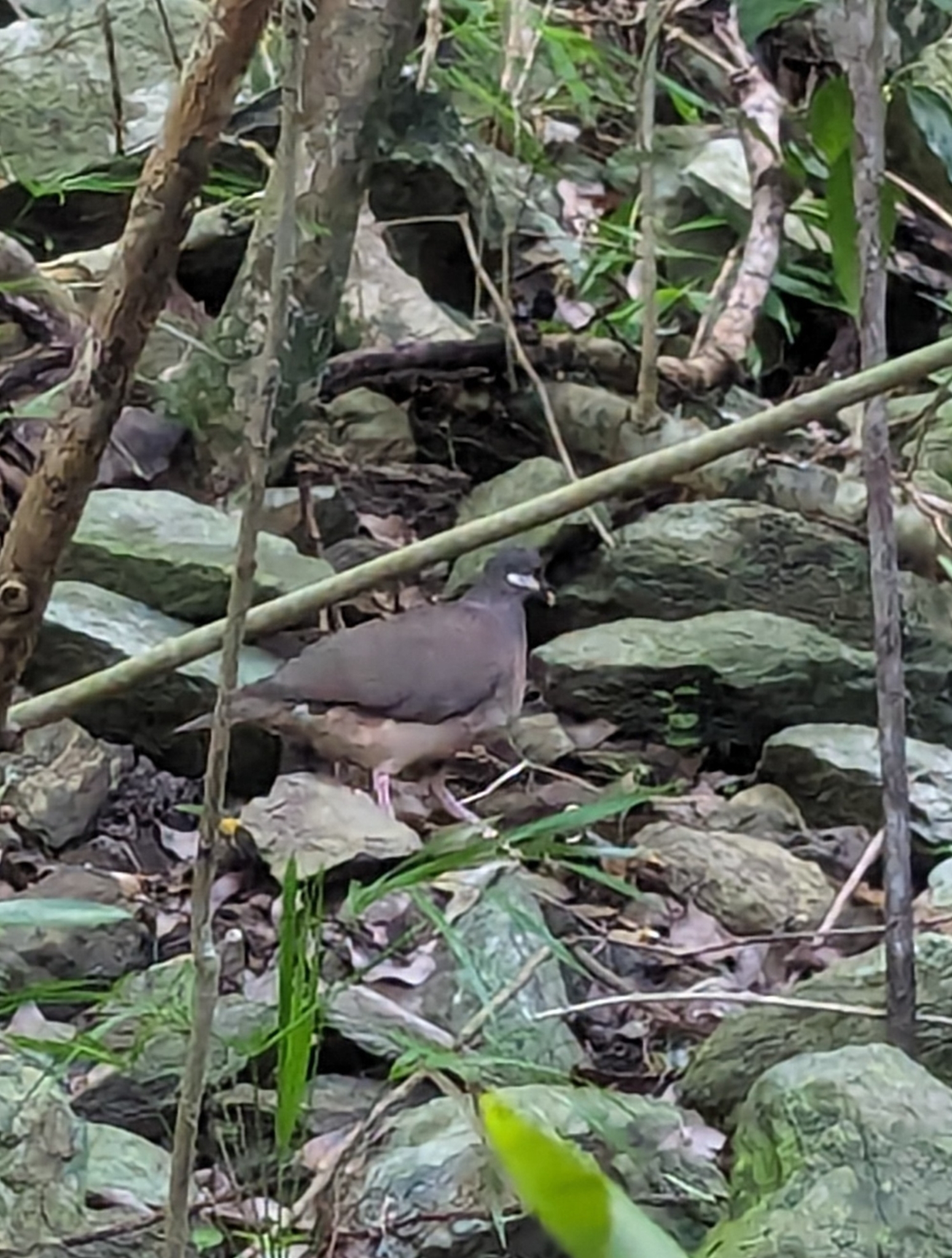 Bridled Quail-Dove (Geotrygon mystacea), photo 9