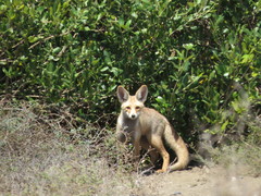 Vulpes vulpes arabica