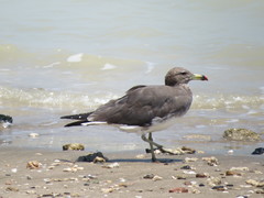 Ichthyaetus hemprichii