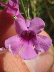 Penstemon ambiguus
