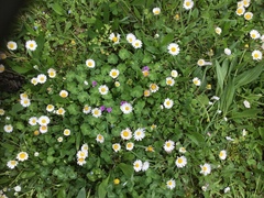 Bellis perennis