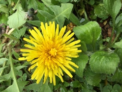 Taraxacum officinale