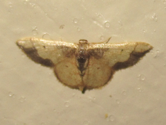Idaea kendallaria