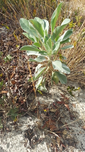 Image of Lupinus cumulicola by (c) Athena Philips, some rights reserved (CC BY)