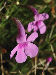 Penstemon ambiguus