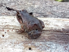 Arthroleptis stenodactylus