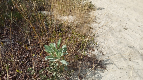 Image of Lupinus cumulicola by (c) Athena Philips, some rights reserved (CC BY)