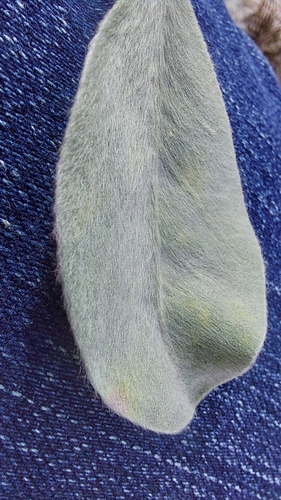 Image of Lupinus cumulicola by (c) Athena Philips, some rights reserved (CC BY)