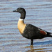 Australian Shelduck - Photo (c) Ray Turnbull, some rights reserved (CC BY-NC), uploaded by Ray Turnbull
