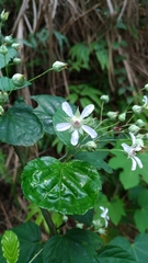 Rubus trianthus