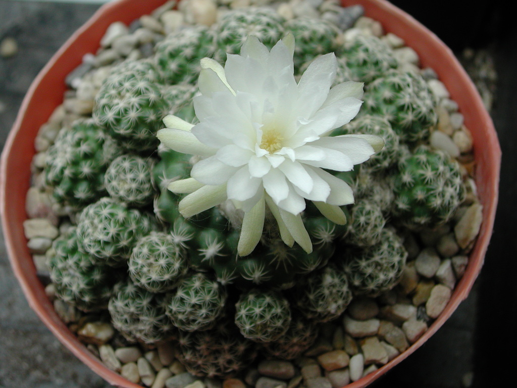 Discocactus buenekeri