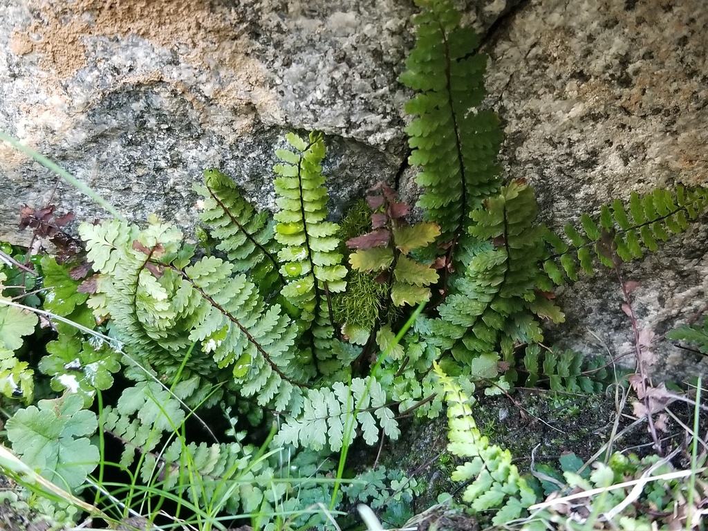 Asplenium vespertinum in 1월 2024 by Syd Magner. Plant collected by California State Parks (Colorado Desert District) botany... 
