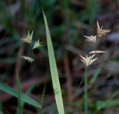 Chasmanthium ornithorhynchum