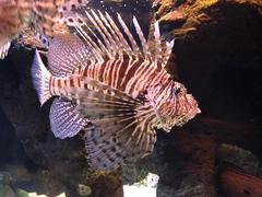 Pterois