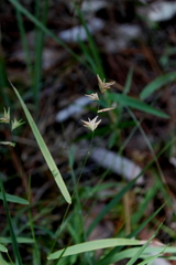 Chasmanthium ornithorhynchum