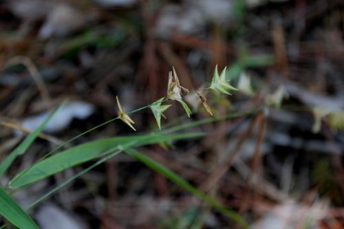 birdbill woodoats (Chasmanthium ornithorhynchum)