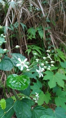 Rubus trianthus