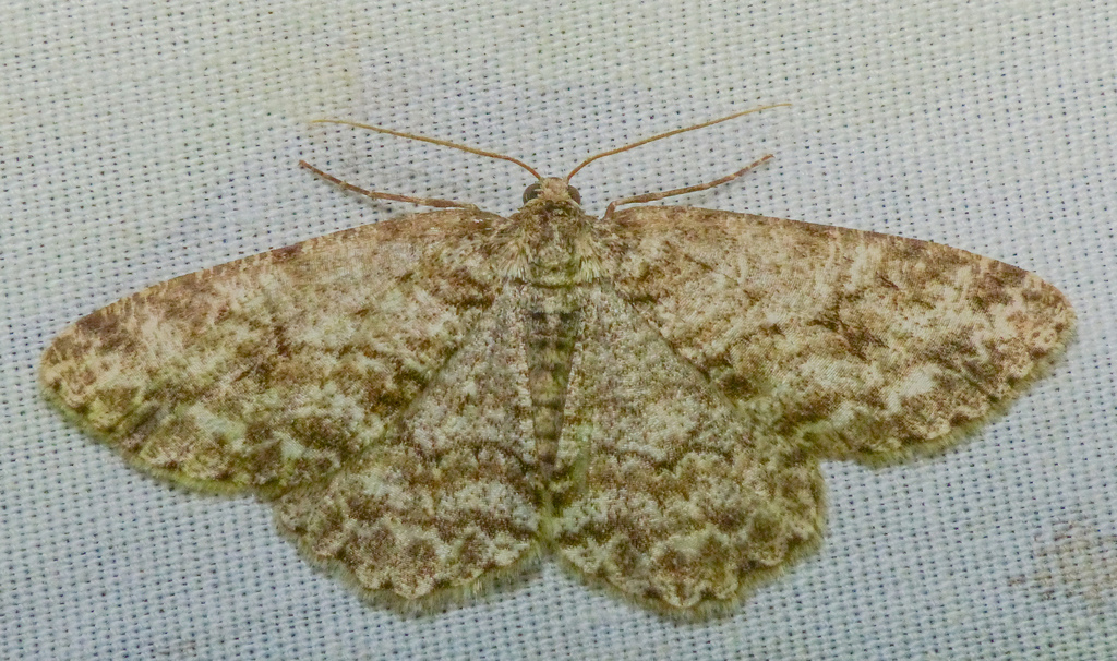 Small Engrailed