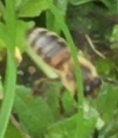 Apis mellifera