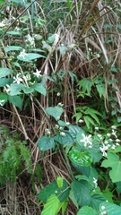Rubus trianthus