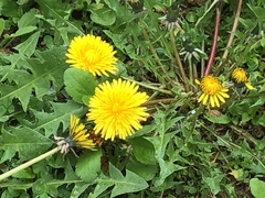 Taraxacum officinale