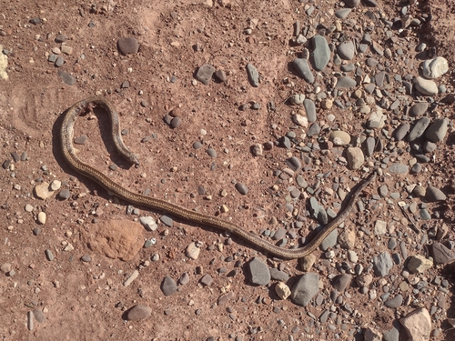 Banded Pampas Snake