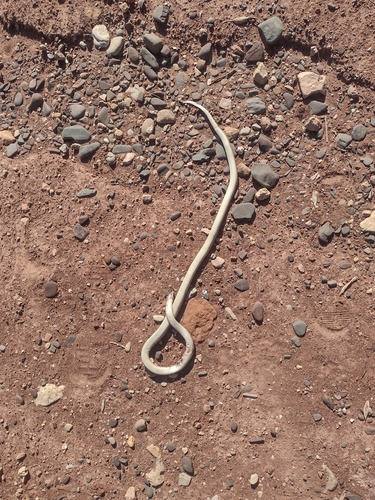 Banded Pampas Snake