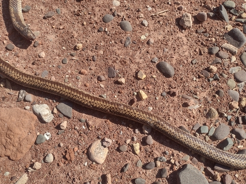 Banded Pampas Snake