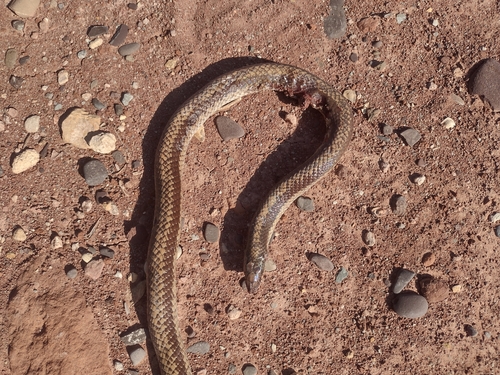 Banded Pampas Snake