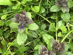 Ajuga reptans