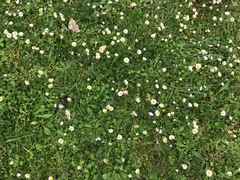 Bellis perennis