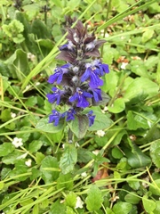 Ajuga reptans