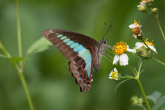 Graphium sarpedon connectens