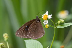 Euploea sylvester swinhoei