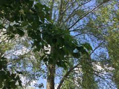 Populus nigra