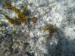 Dichocoenia stokesii