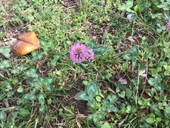 Trifolium pratense