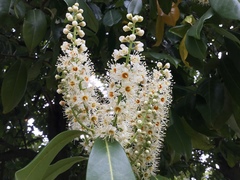 Prunus laurocerasus