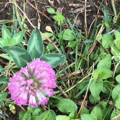 Trifolium pratense