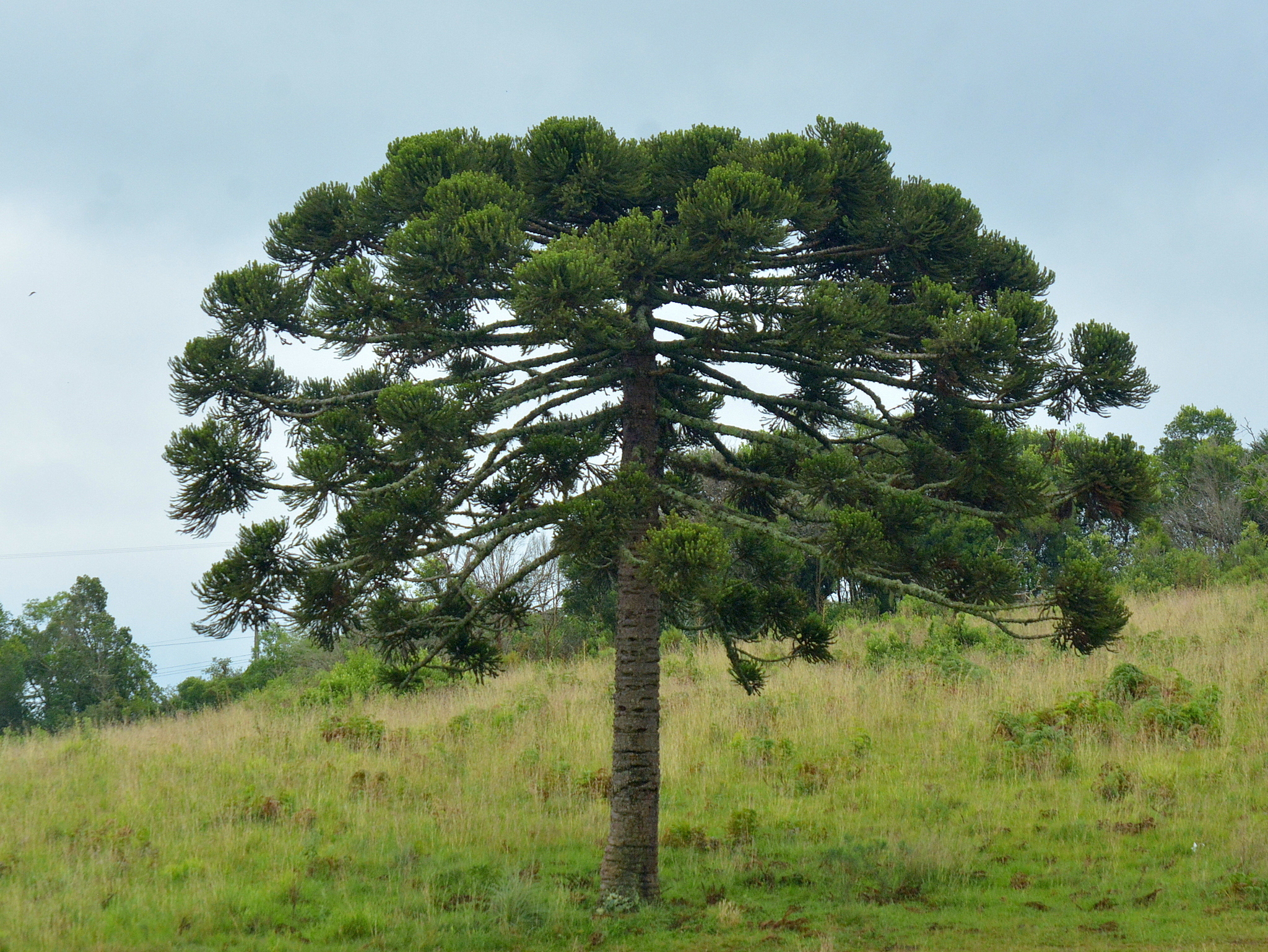 Imagem de Pinheiro-do-Paraná