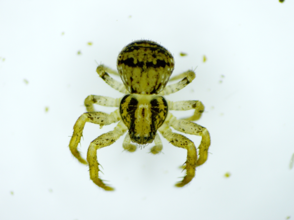 Ozyptila pacifica