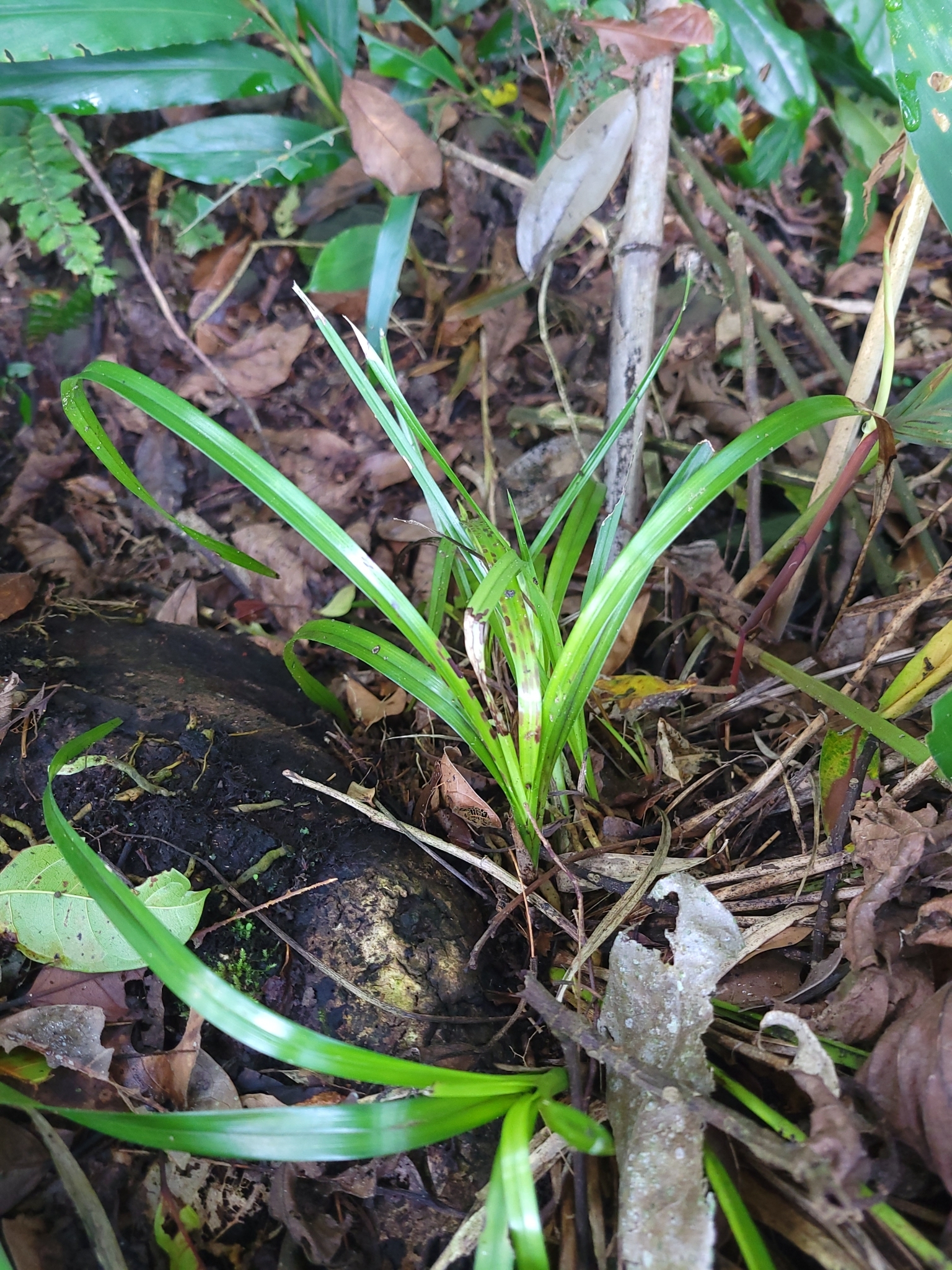 Imagem de Orquídea