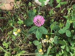 Trifolium pratense