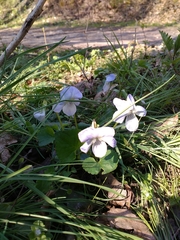 Viola canina