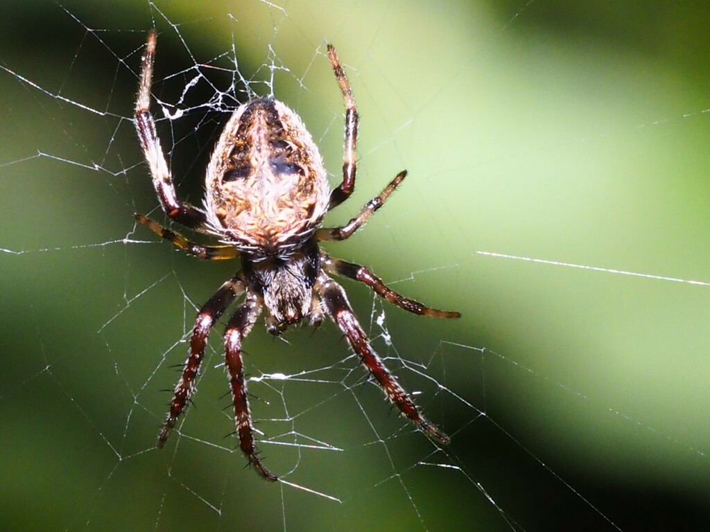 Spotted Orbweavers from Aosnak, Oecusse, Timor-Leste on January 28 ...