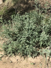Astragalus brauntonii