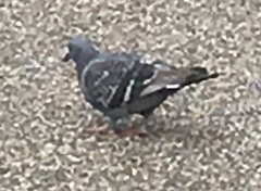 Columba livia domestica