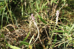 Hermbstaedtia linearis