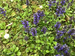 Ajuga reptans