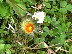 Asteraceae